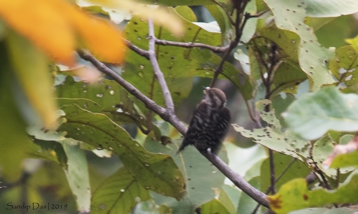 Brown-capped Pygmy Woodpecker - Sandip Das