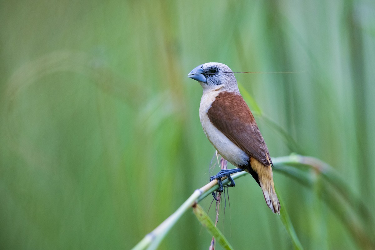 Yellow-rumped Munia - Laurie Ross | Tracks Birding & Photography Tours
