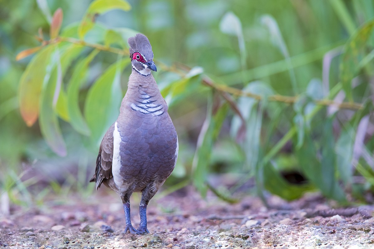 Partridge Pigeon - Laurie Ross | Tracks Birding & Photography Tours