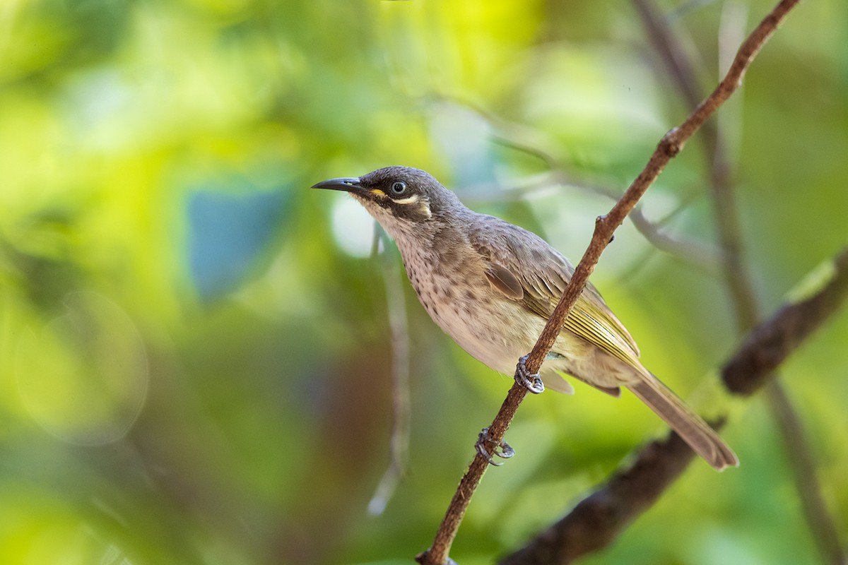 White-lined Honeyeater - Laurie Ross | Tracks Birding & Photography Tours