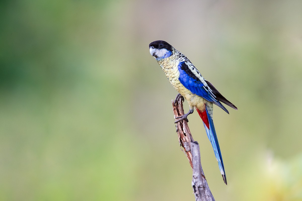 Northern Rosella - Laurie Ross | Tracks Birding & Photography Tours