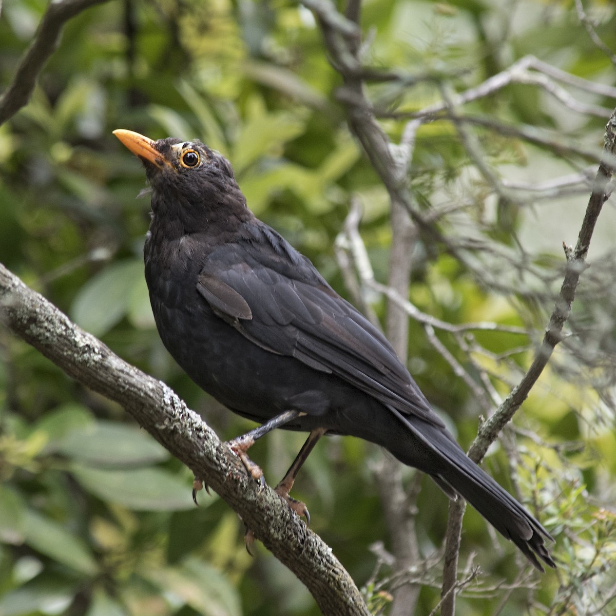 Eurasian Blackbird - Dan Forster