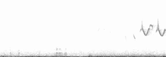 skrentsanger (occisinensis) - ML144827601