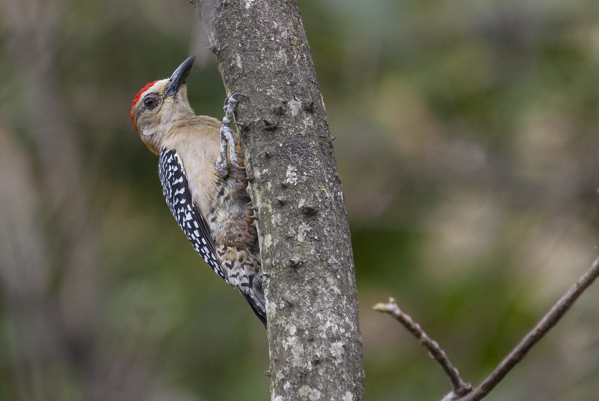 Red-crowned Woodpecker - Markus Craig
