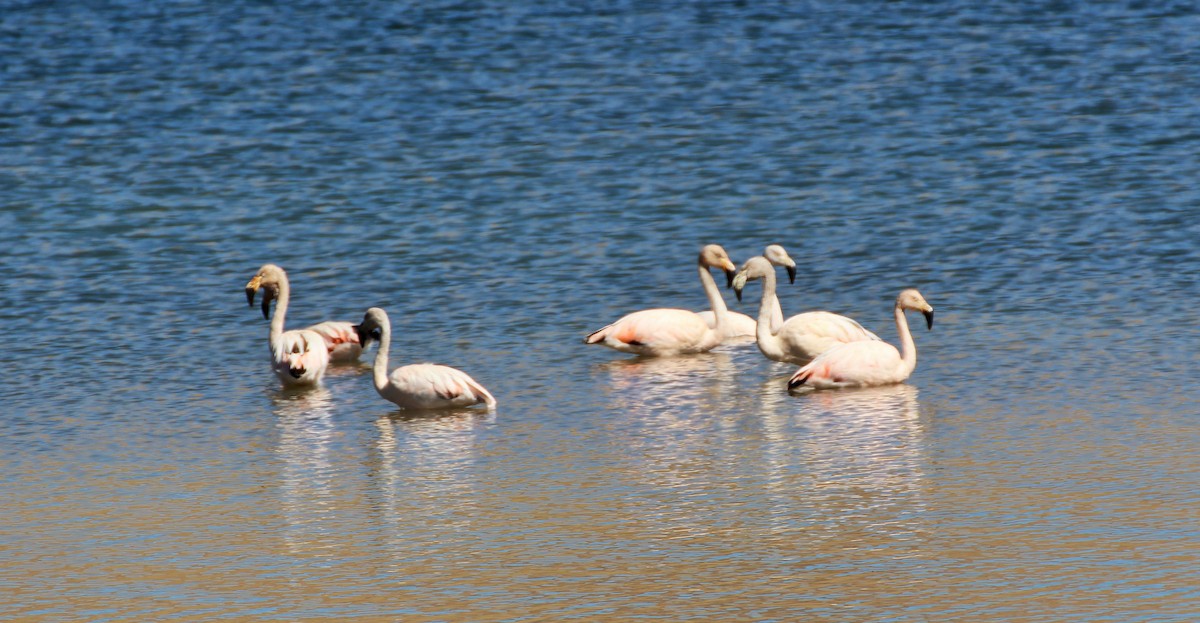 Chilean Flamingo - Ross Brown
