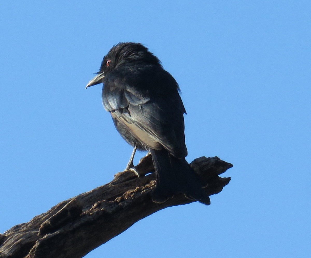 Fork-tailed Drongo - George and Teresa Baker