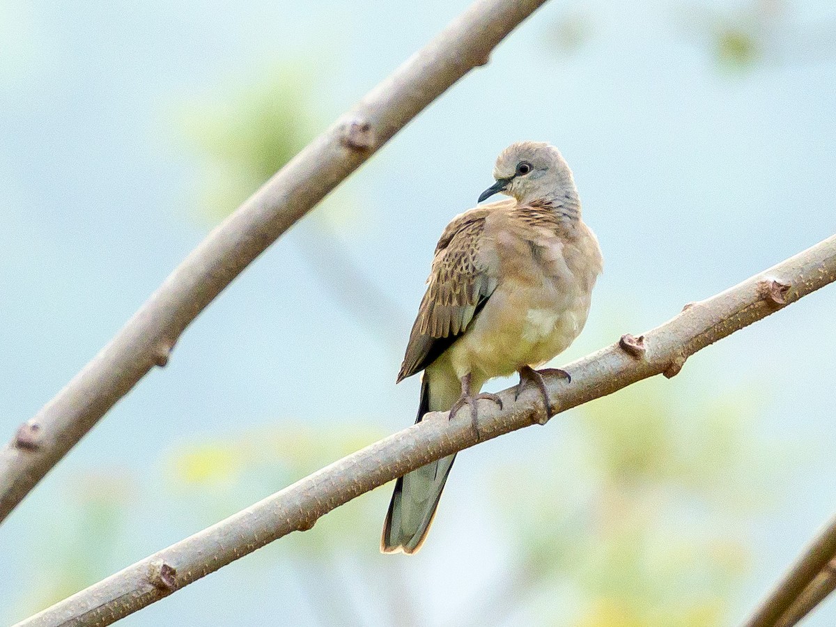 Spotted Dove - ML144830281