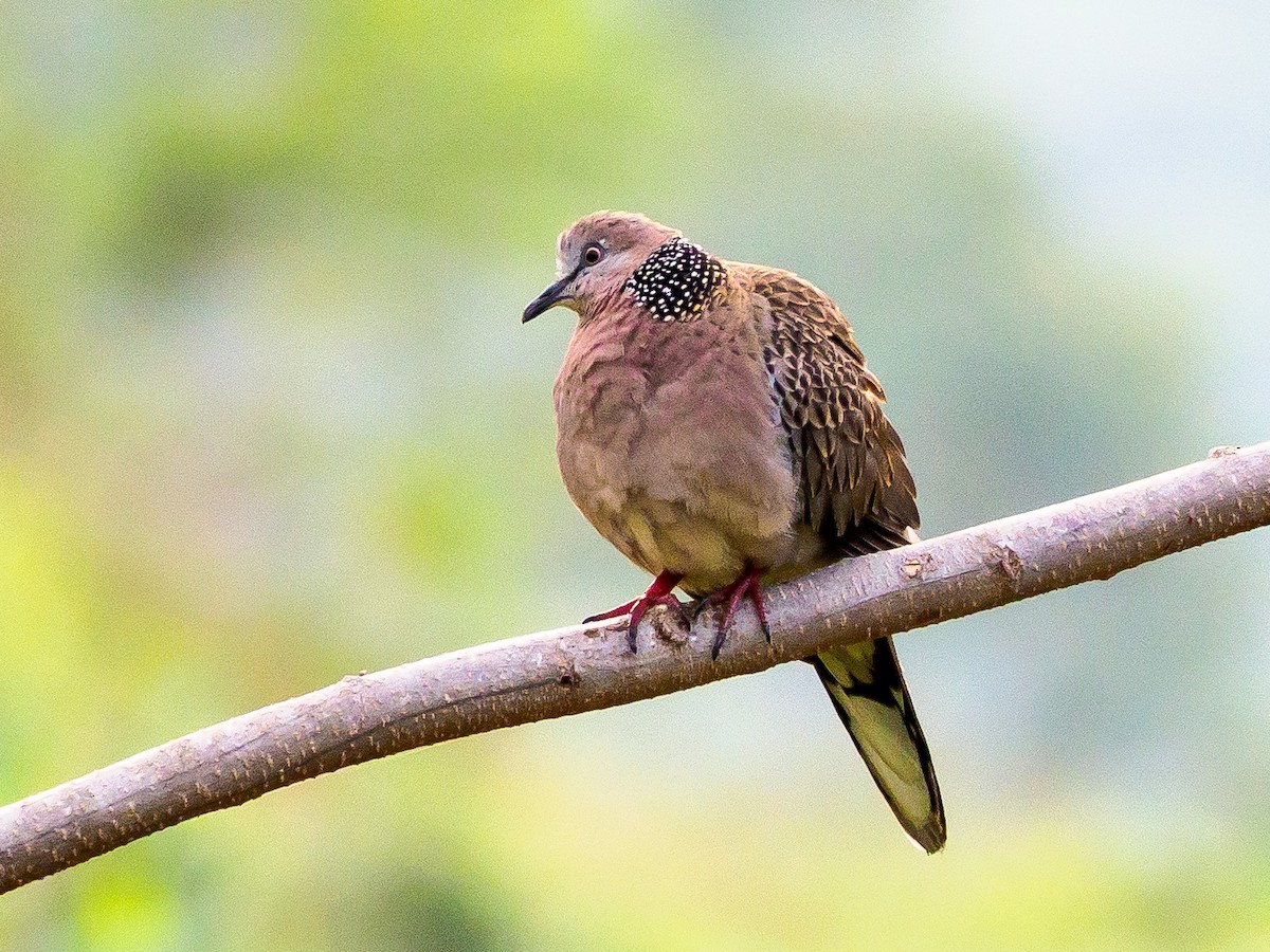 Spotted Dove - ML144830301
