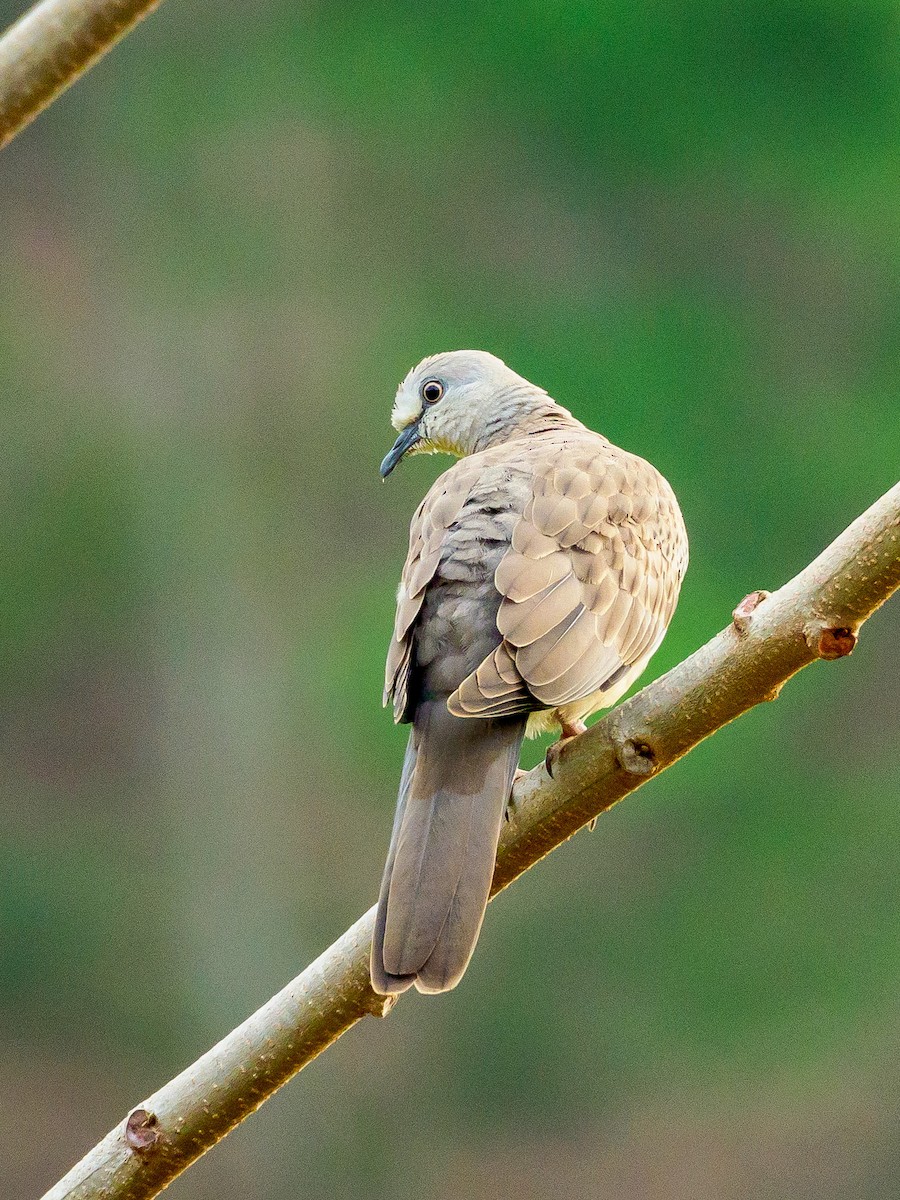 Spotted Dove - ML144830331