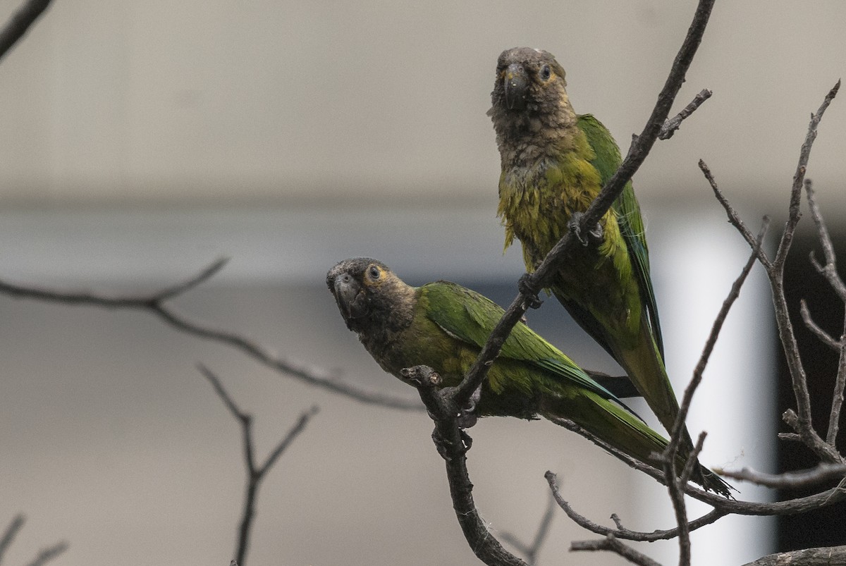 Brown-throated Parakeet (Brown-throated) - Markus Craig