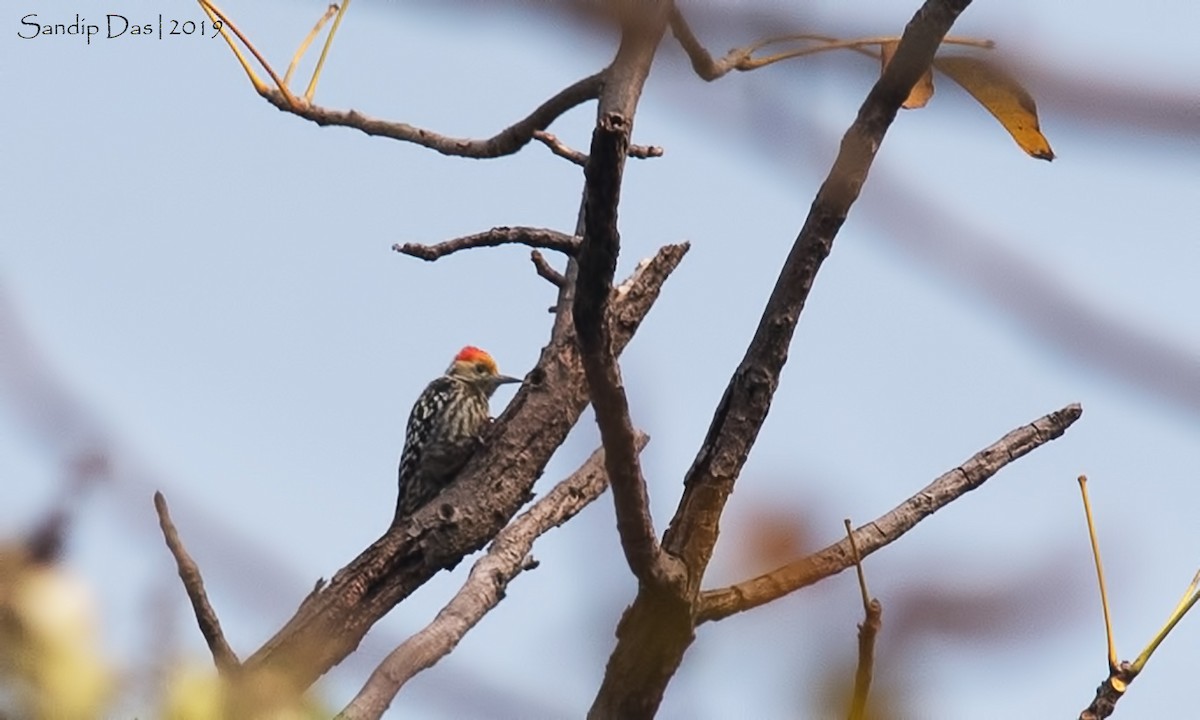 Yellow-crowned Woodpecker - Sandip Das