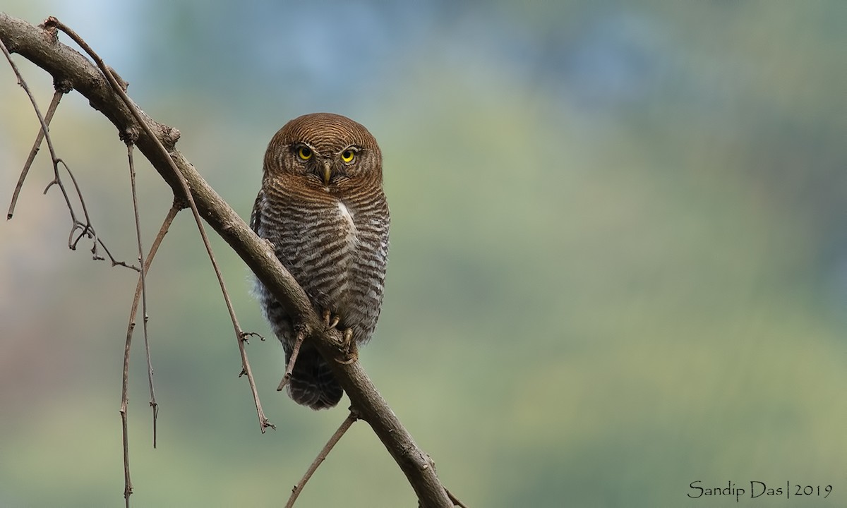 Jungle Owlet - Sandip Das