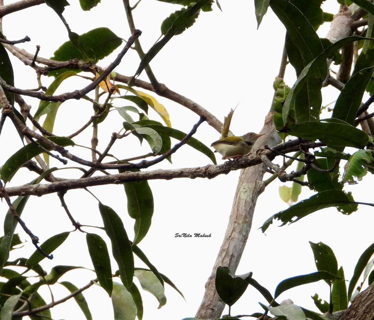 Common Tailorbird - SRINILA MAHESH K T
