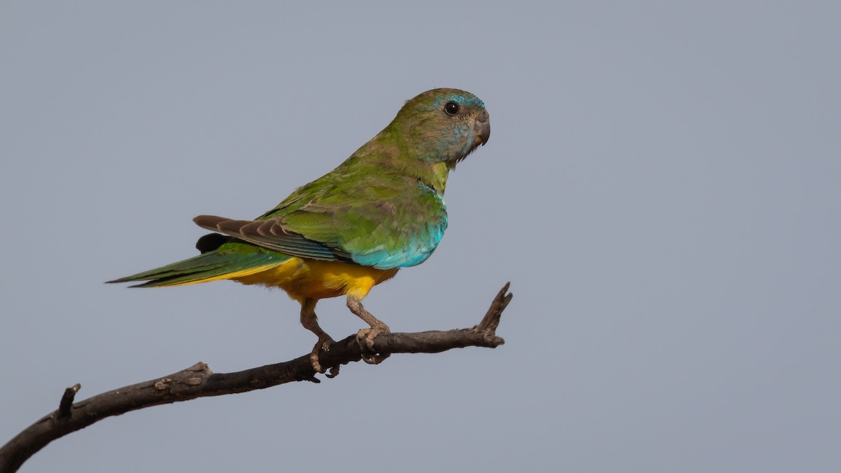 Scarlet-chested Parrot - Chris Young