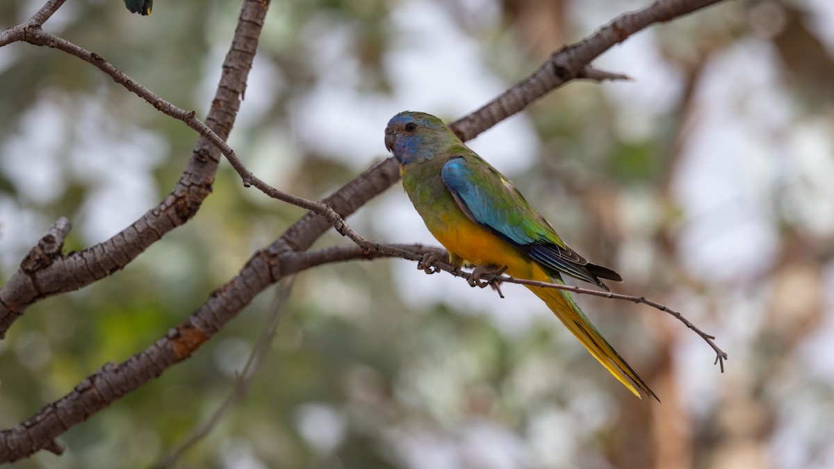 Scarlet-chested Parrot - Chris Young