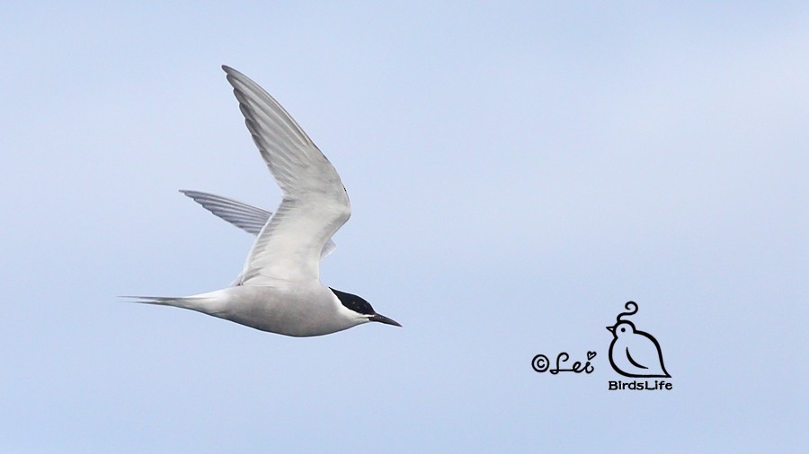 Common Tern (longipennis) - ML144835281