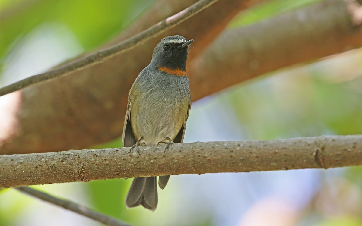 Rufous-gorgeted Flycatcher - Christoph Moning