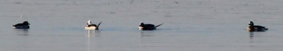 Long-tailed Duck - ML144839581