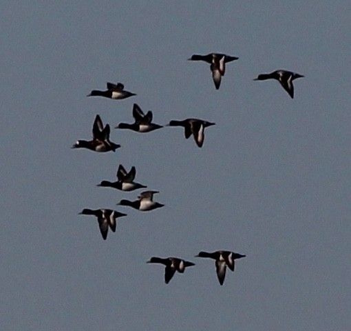 Greater Scaup - ML144839591