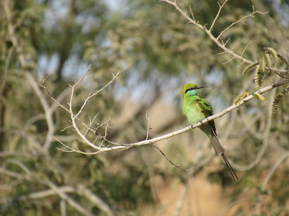 Asian Green Bee-eater - Shayan Zirakjou