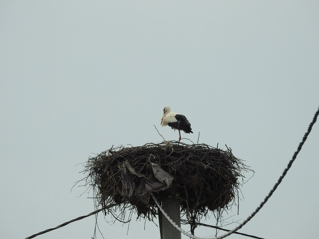 White Stork - Michaela & Klemens Wernisch