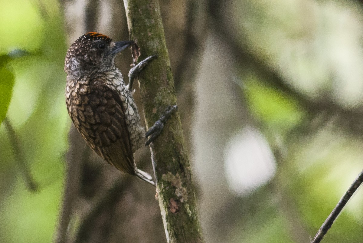 Scaled Piculet (Scaled) - ML144842581