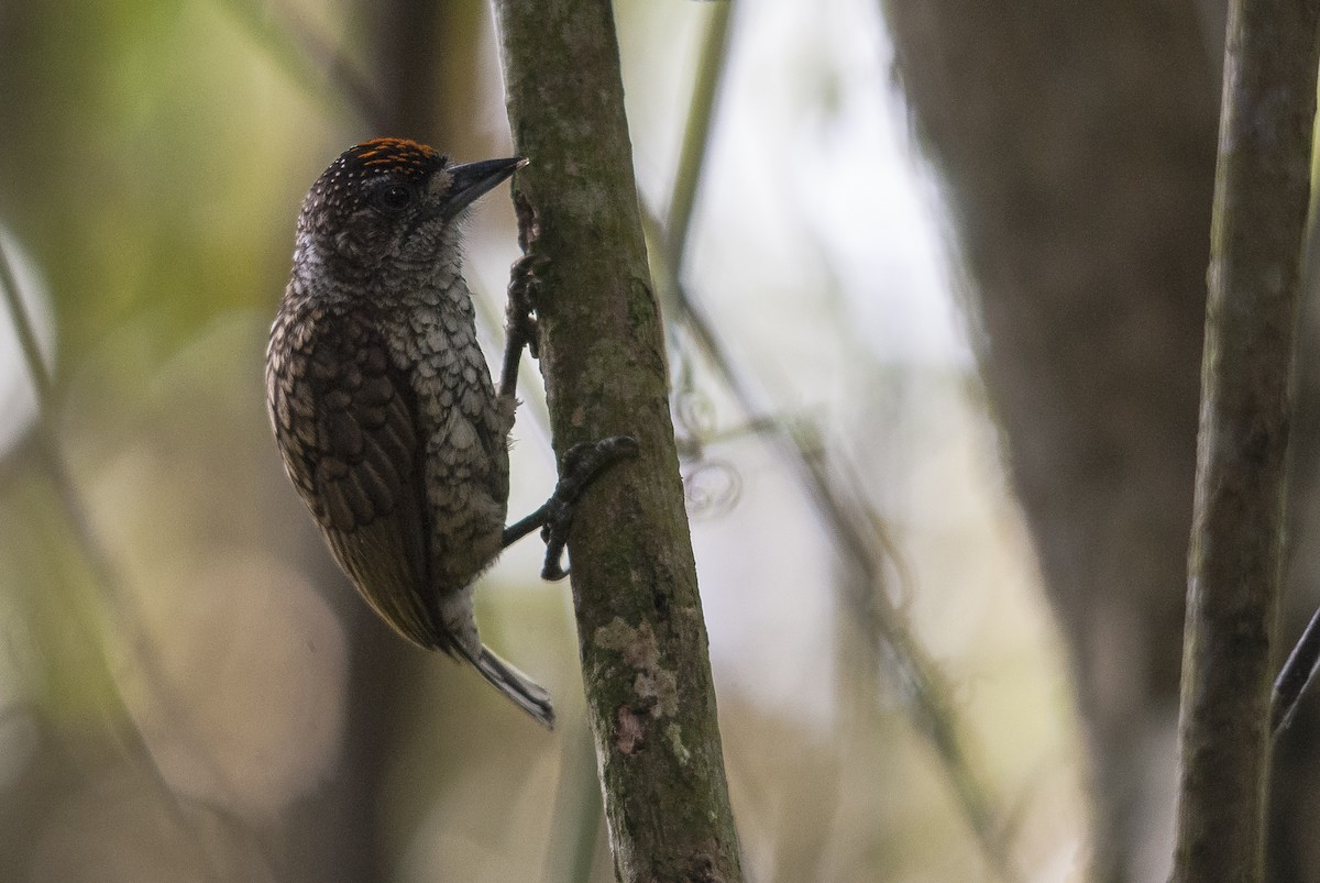 Scaled Piculet (Scaled) - ML144842821
