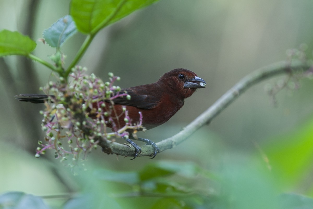 Silver-beaked Tanager - ML144843391