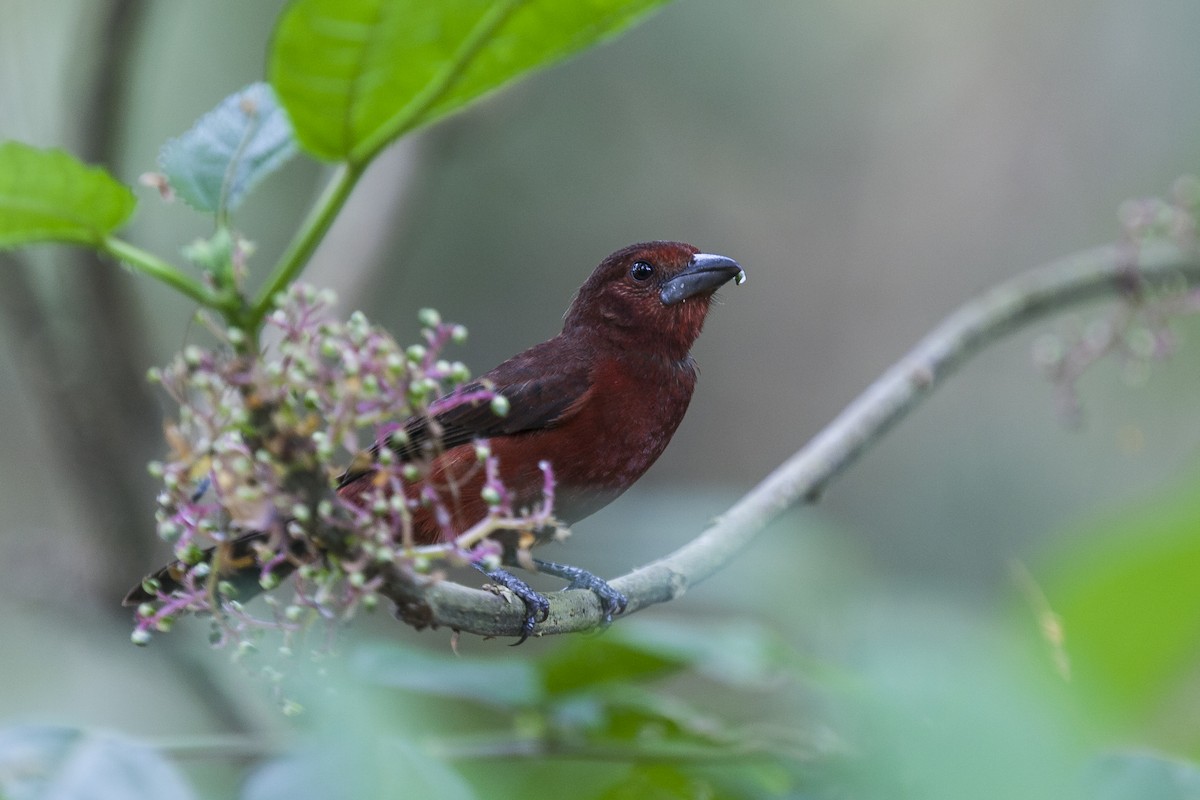 Silver-beaked Tanager - ML144843641