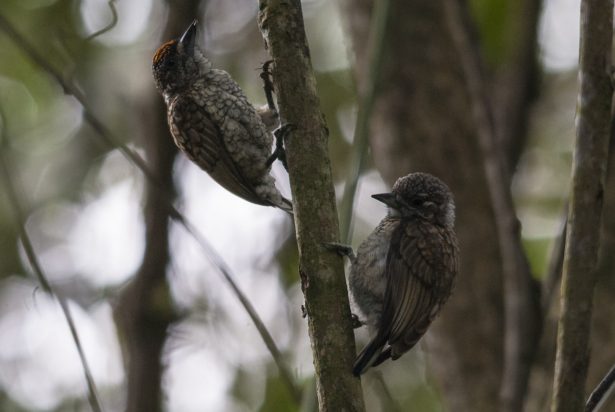 Scaled Piculet (Scaled) - ML144844261