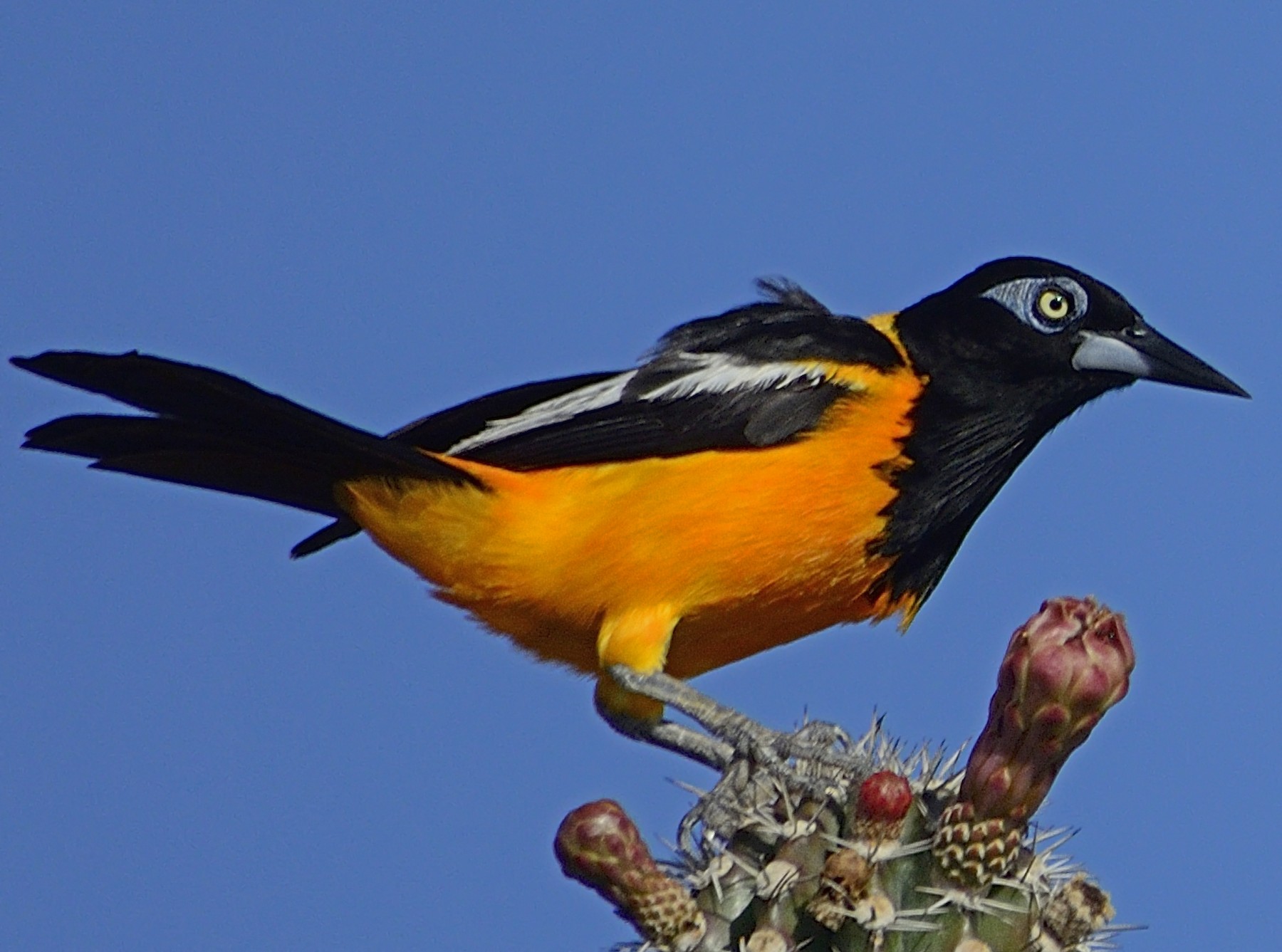 Venezuelan Troupial - Michael Tromp