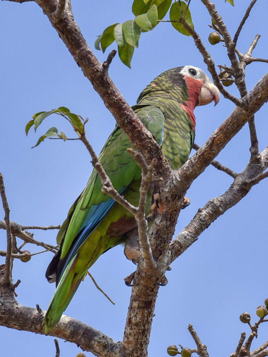 Cuban Parrot (Cuban) - ML144844491