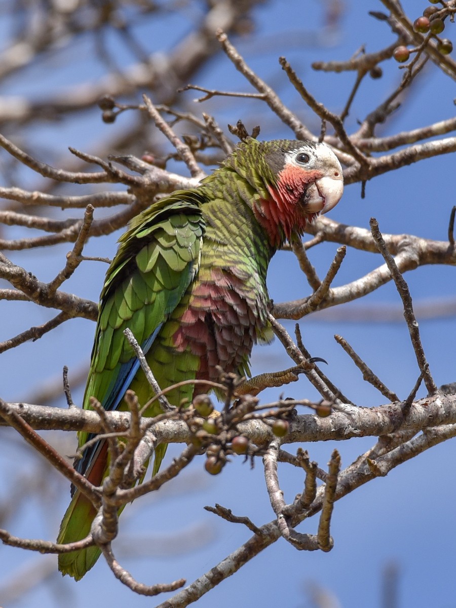 Cuban Parrot (Cuban) - ML144844521