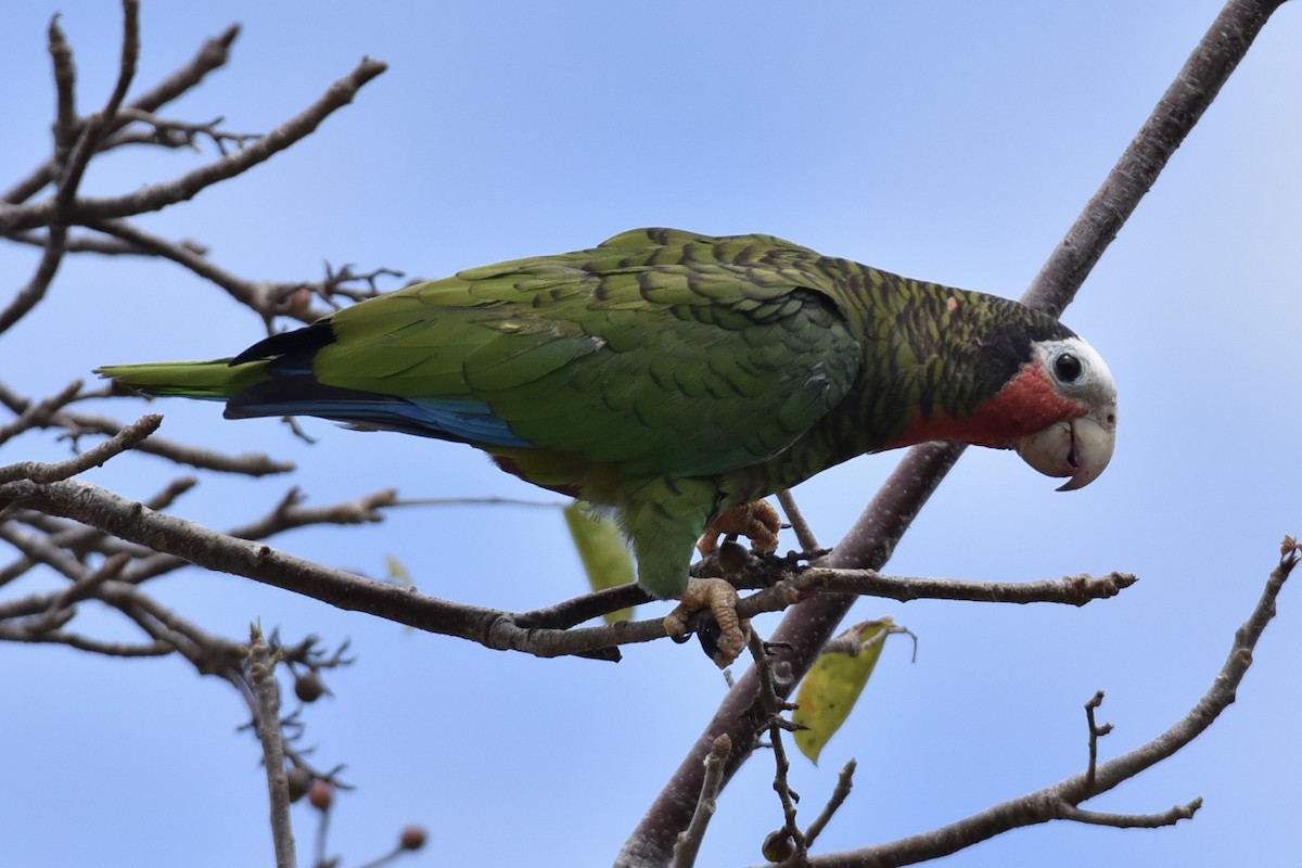 Cuban Parrot (Cuban) - ML144844551