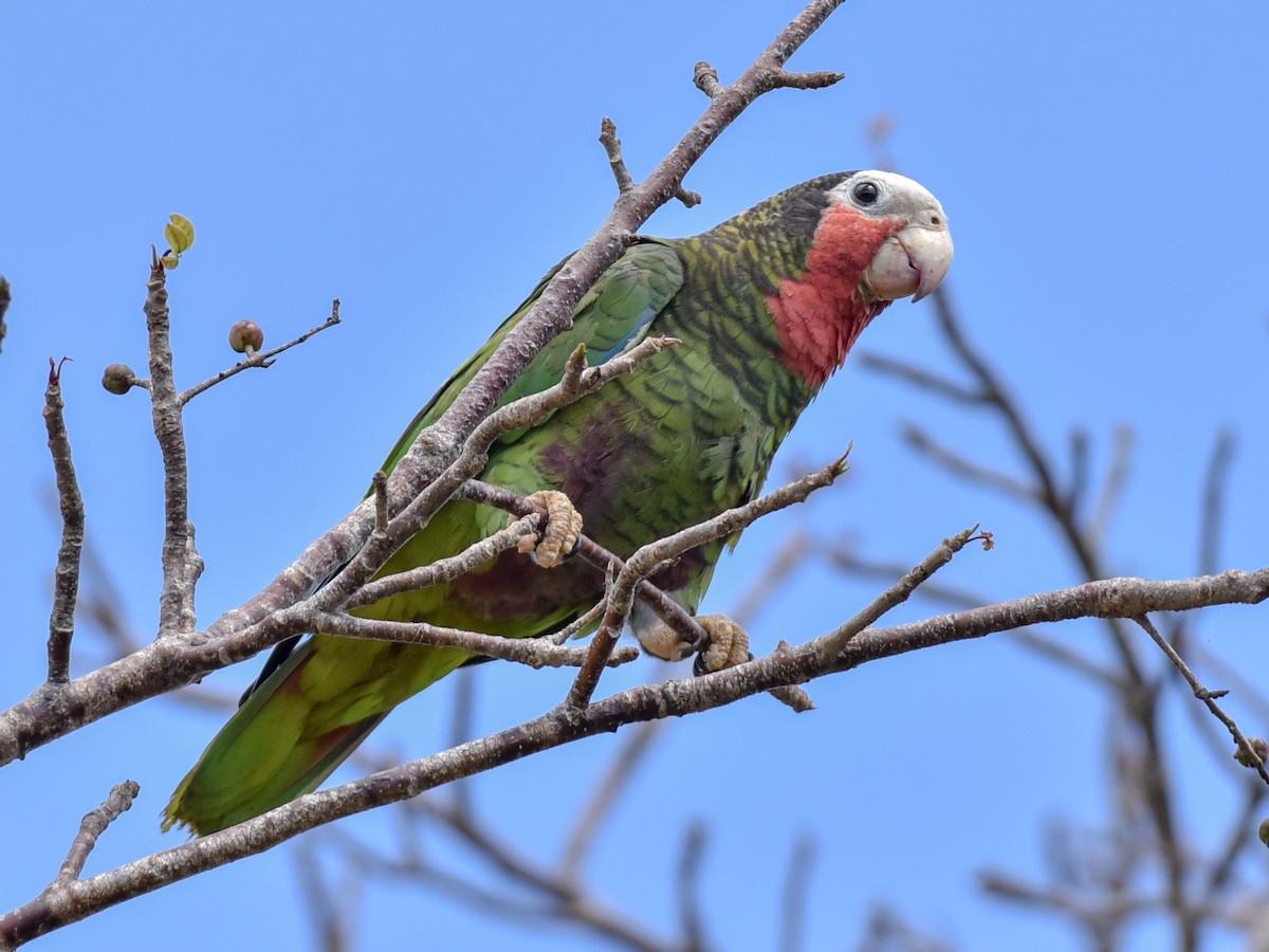 Cuban Parrot (Cuban) - ML144844561
