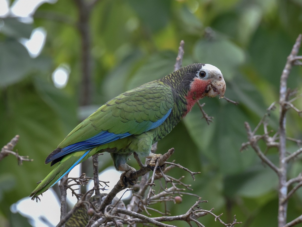 Cuban Parrot (Cuban) - ML144844571