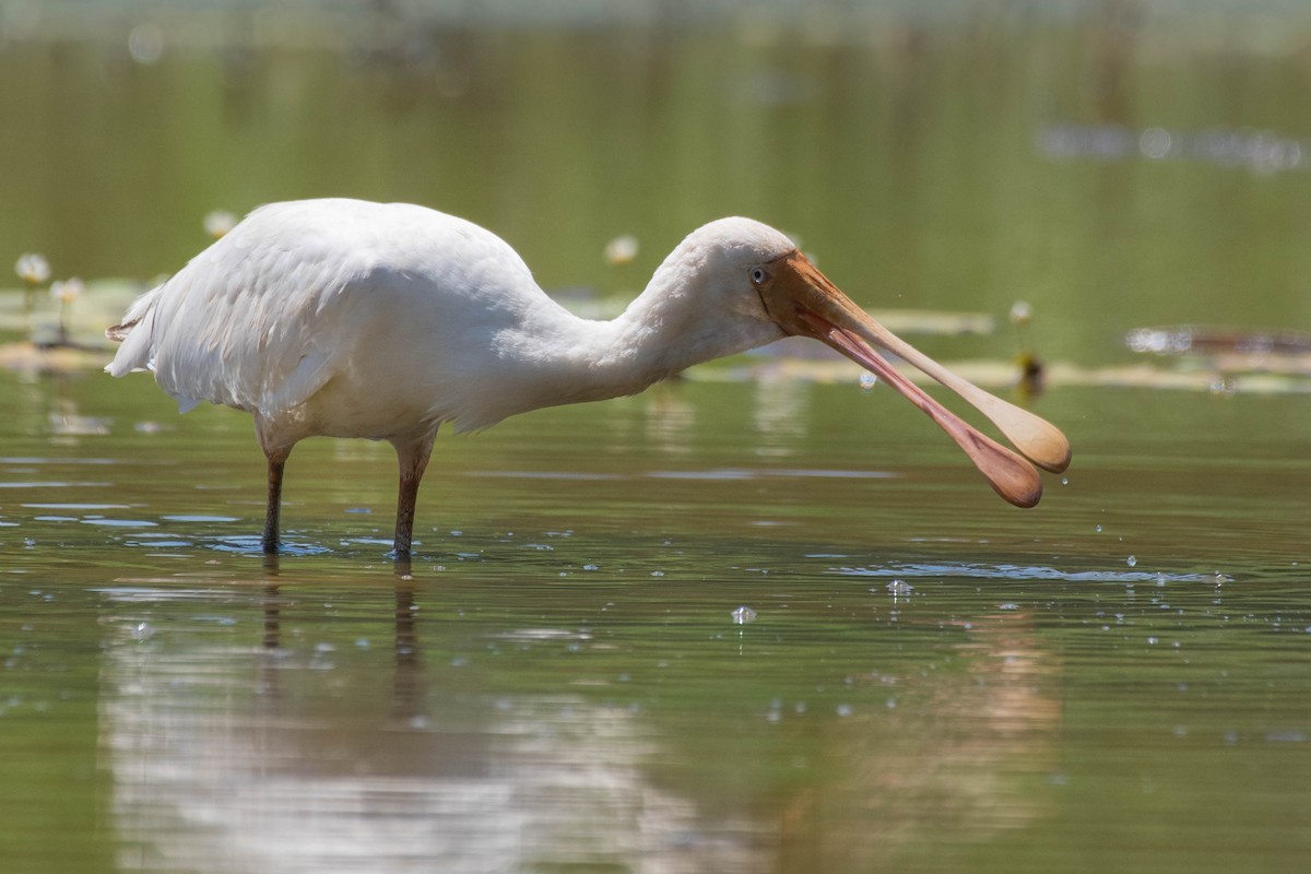 Yellow-billed Spoonbill - Terence Alexander