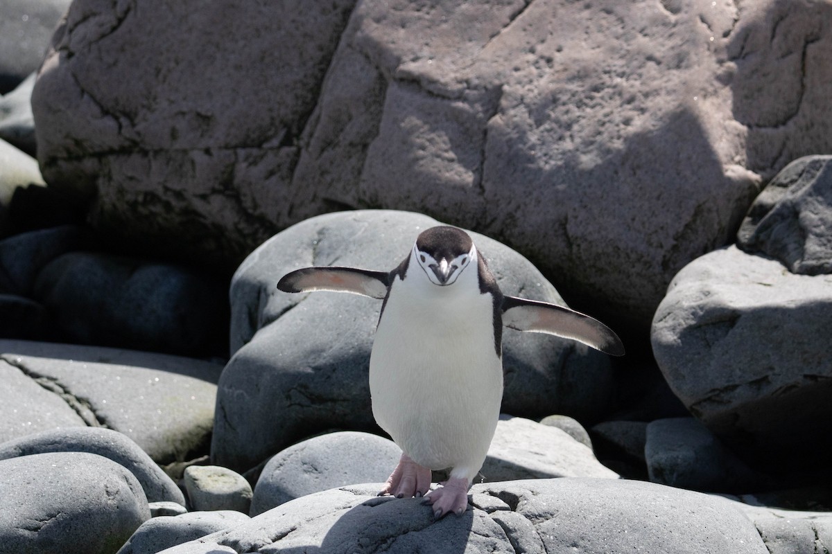 Пінгвін антарктичний - ML144848061