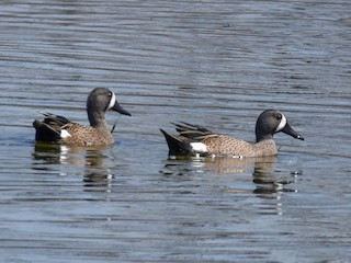 Blue-winged Teal, ML144848281