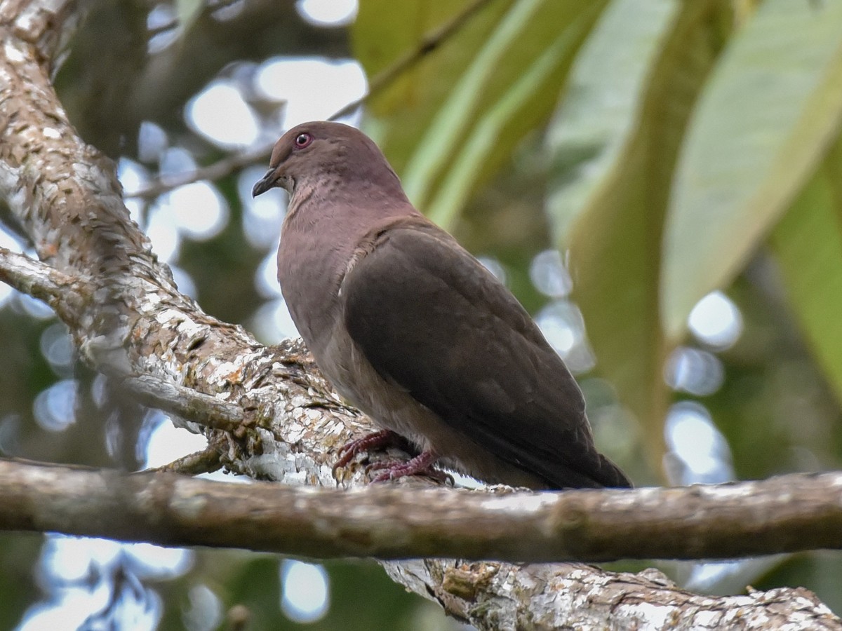 Short-billed Pigeon - Anonymous
