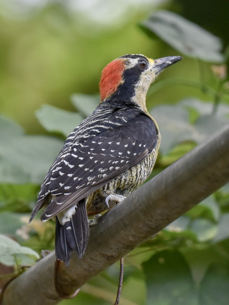 Black-cheeked Woodpecker - ML144849811