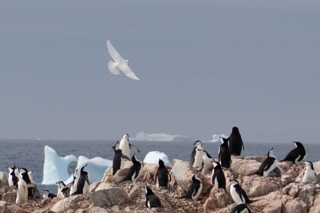 Пінгвін антарктичний - ML144850021
