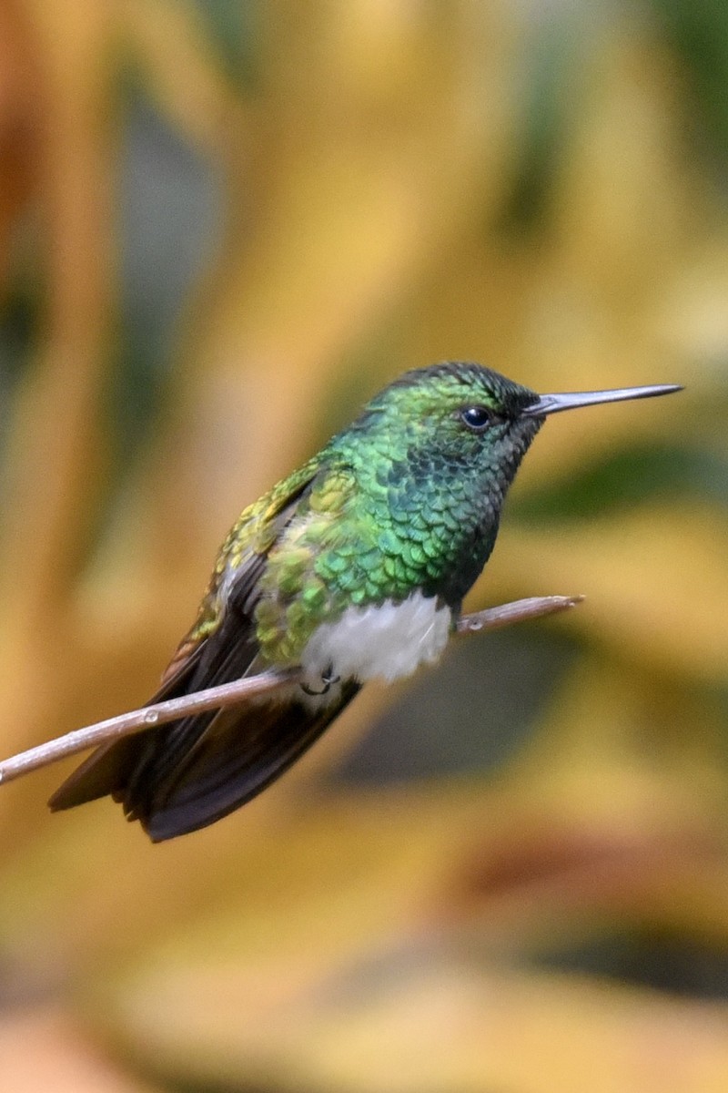 Snowy-bellied Hummingbird - ML144850441