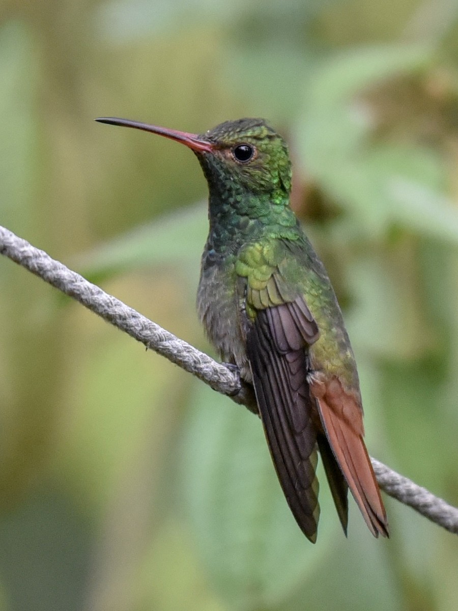 Rufous-tailed Hummingbird - ML144850641