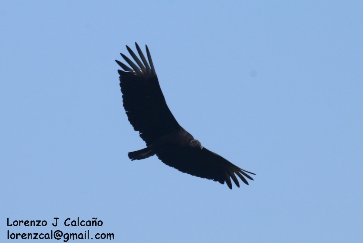 Black Vulture - ML144850651