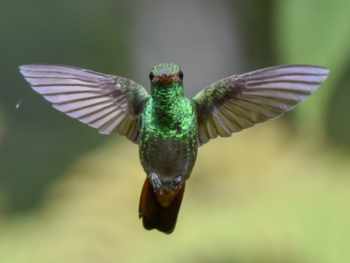 Rufous-tailed Hummingbird - ML144850671