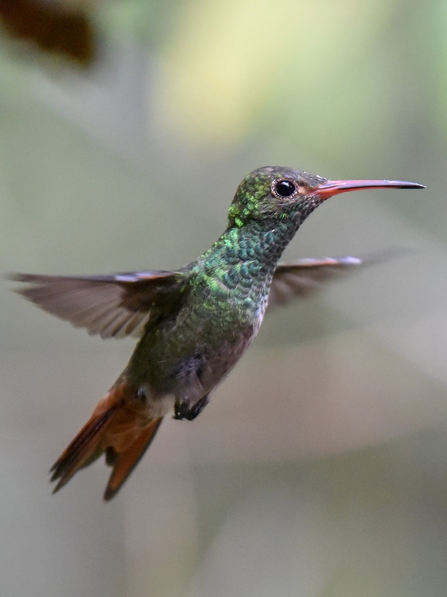 Rufous-tailed Hummingbird - ML144850681