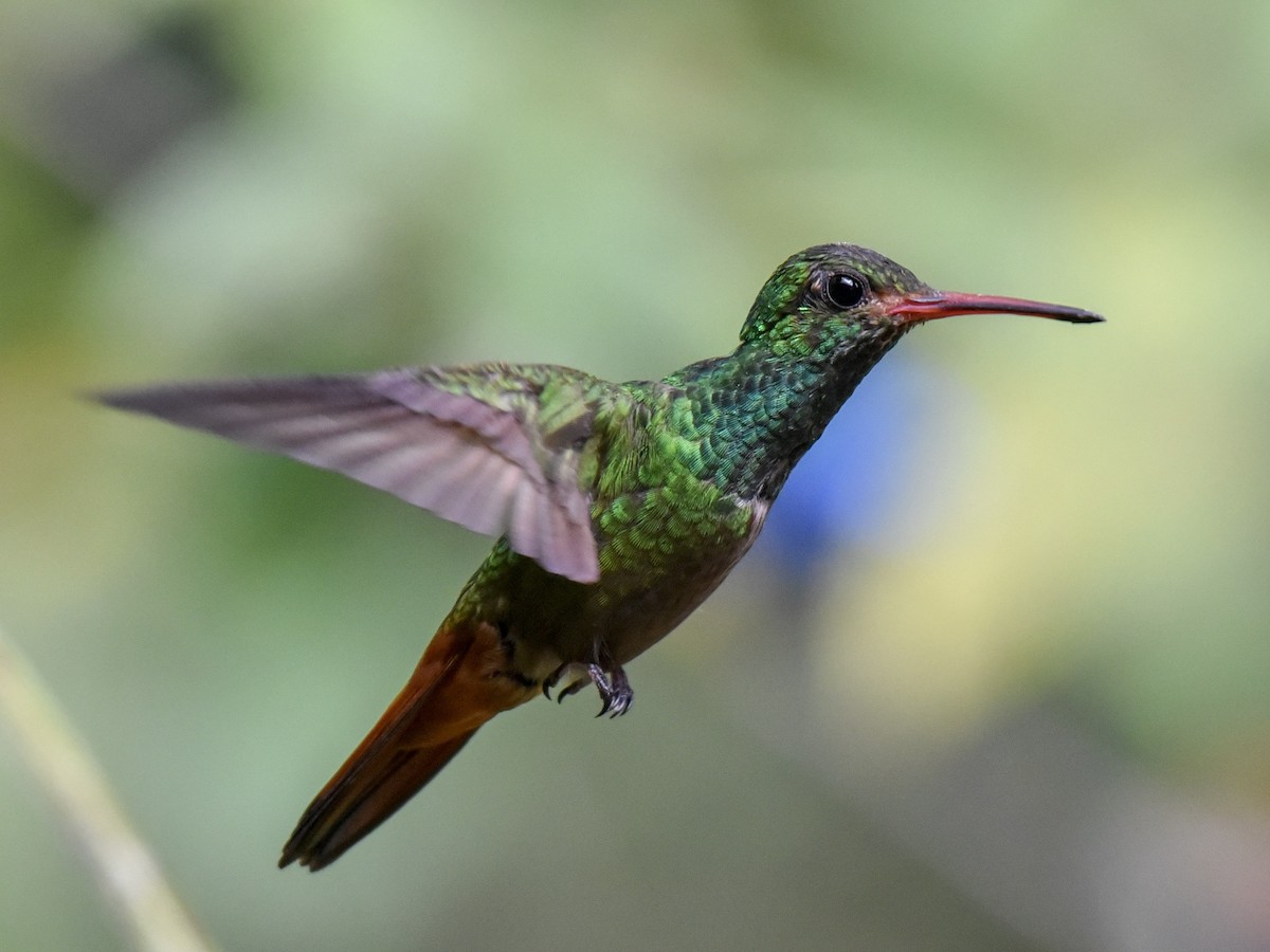 Rufous-tailed Hummingbird - ML144850691