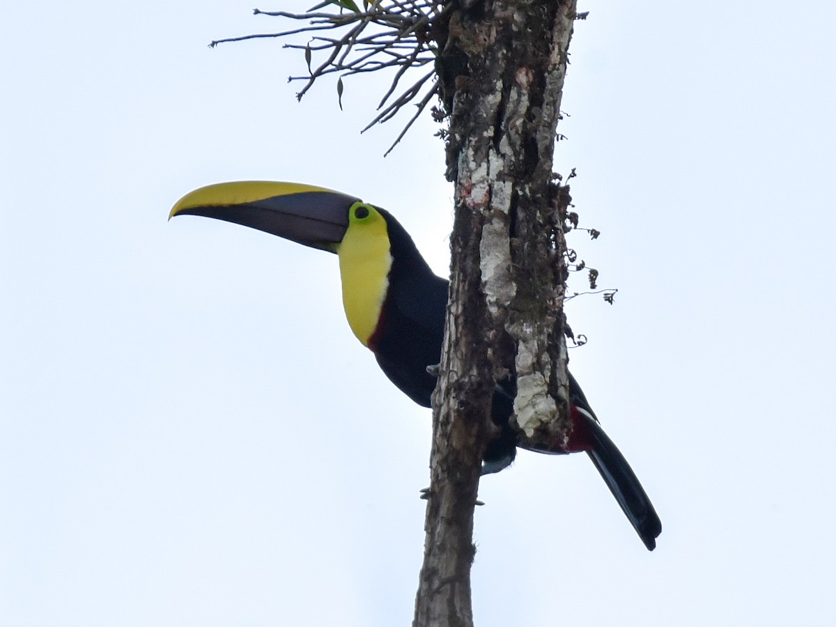 Yellow-throated Toucan (Chestnut-mandibled) - Anonymous