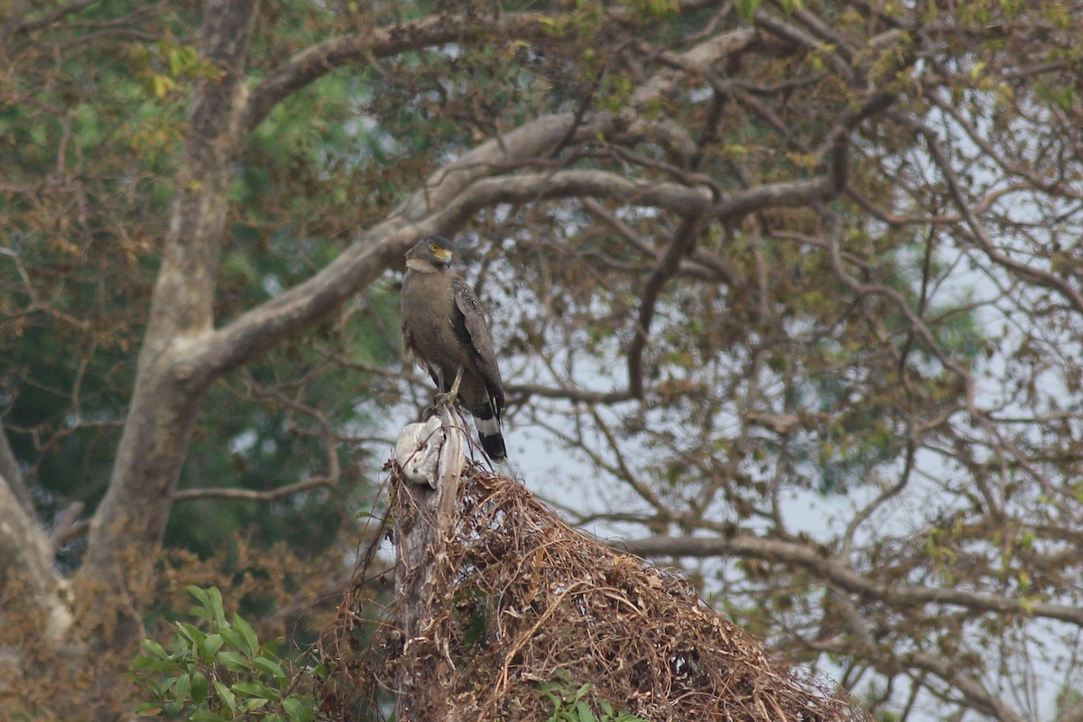 Crested Serpent-Eagle - Chinmay Rahane